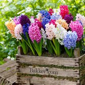 15x Hyacinthus orientalis - Hyacintenbollen mix - Gemengde kleuren - Vroegbloeiers - 15 bloembollen Ø 14-15cm