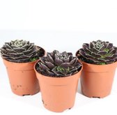 Sempervivum (rotsplanten) 3 stuks potmaat5.5