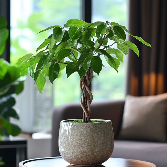 Geldboom | Pachira Aquatica 50cm bestellen