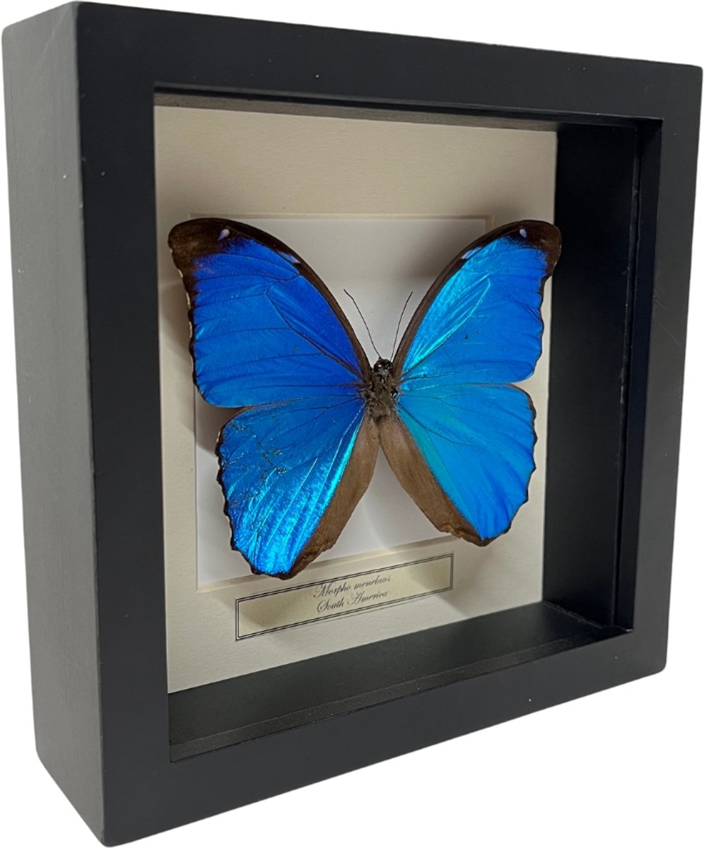 Opgezette vlinder in zwarte lijst 16x16cm - Morpho Menelaus
