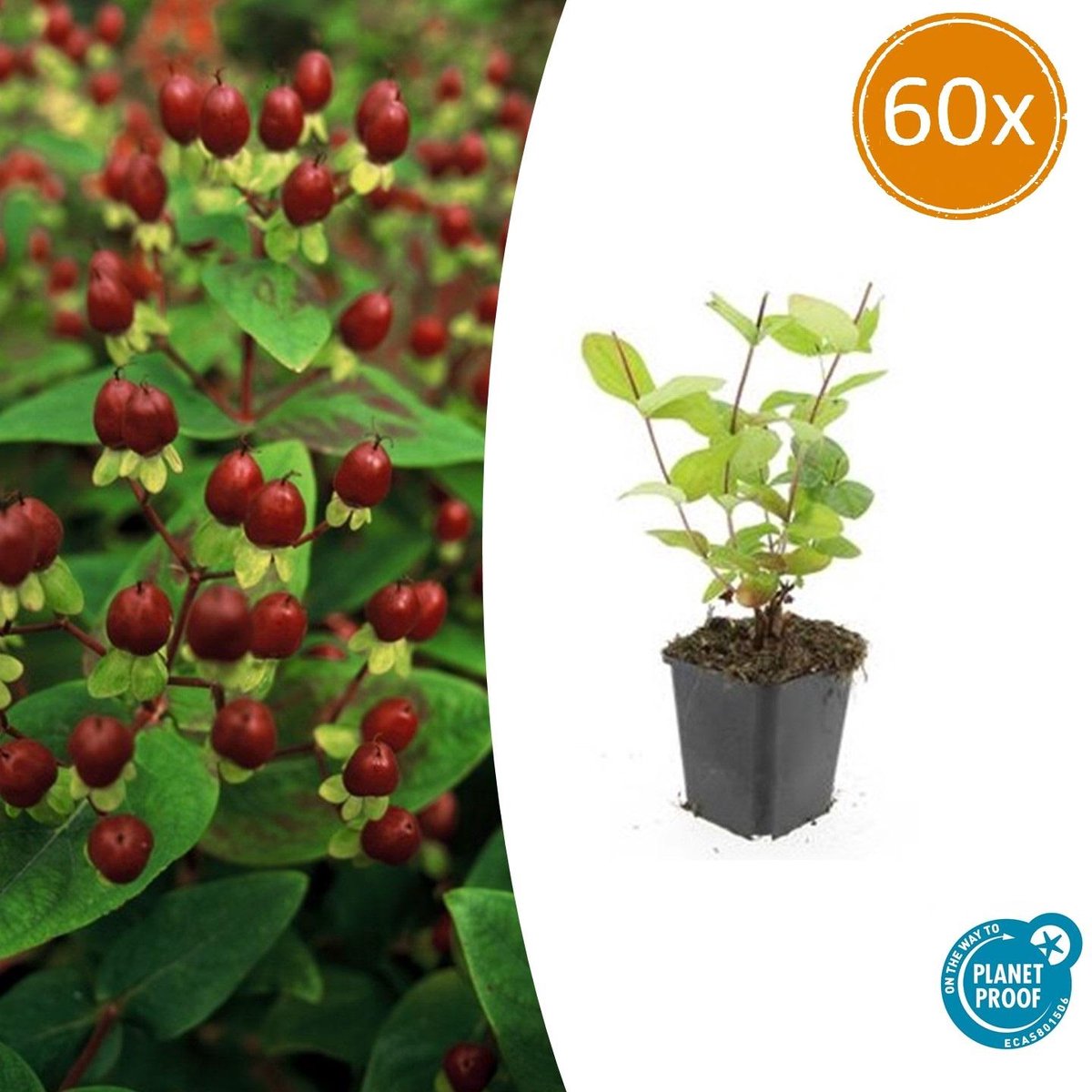 60 Stuks Johanneskruid Beauty, Hertshooi, Gele Bloemen en Sierlijke Bessen,Struik/Klimplant, Hypericum inodorum 10-25cm - Ø9cm