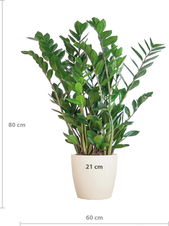 Zamioculcas Zamiifolia met Viber wit - 80cm - Ø21