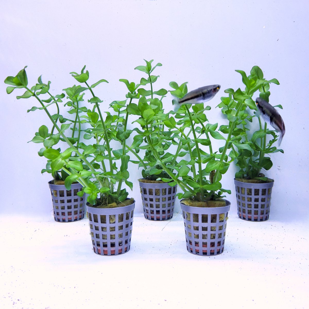 Aquabetta Bacopa Aquariumplanten, 5 Levende Bacopa Aquariumplanten, Aquarium Decoratie, Midden- & Achtergrondplant, Aquascape Aquariumplanten voor Zoetwateraquaria