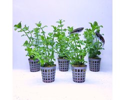 Aquabetta Aquarium Planten Set LAP-011 – 5 Aquariumplanten – 5x Bacopa– Decoratie – Set met 5x Bacopa