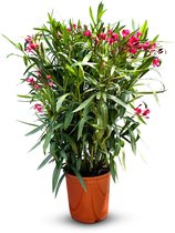 Sunny Tree - Plant - Oleander- Nerium Oleander - Hoogte 80-100 cm - Kleur Rood - Buitenplant