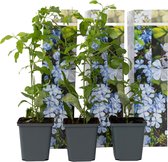 Clematis Taiga - Pianta Rampicante Con Fiori Viola - Foto 11