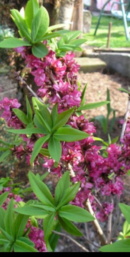 Daphné mez. 'Rubra' - Poivrier rouge 40-50 cm en pot