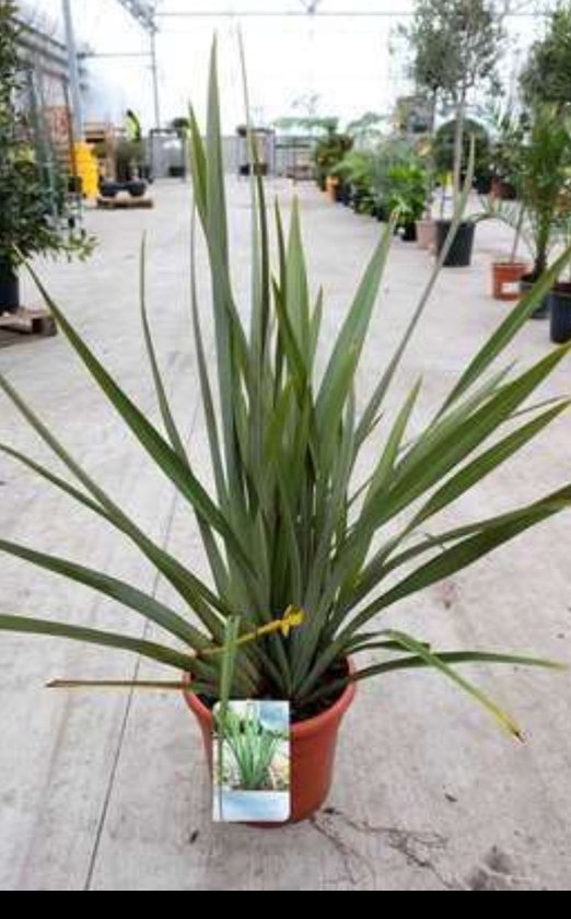 2 x Phormium tenax - Lin de Nouvelle-Zélande 60- 80 cm en pot