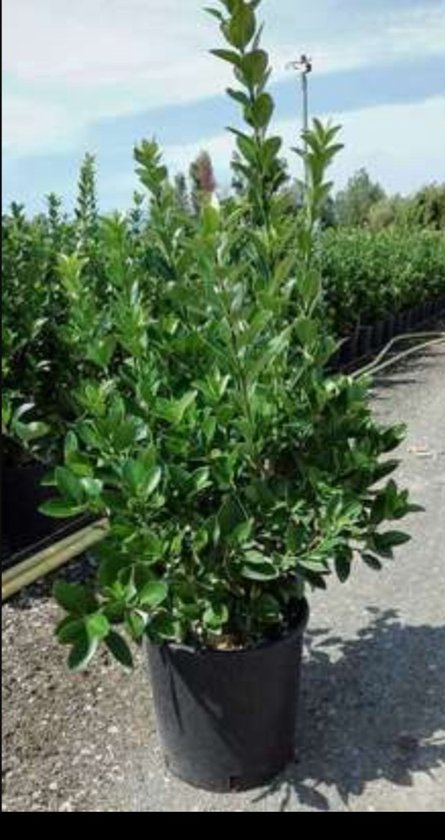 2 x Euonymus japonicus - Chapeau de cardinal japonais 40-60 cm en pot