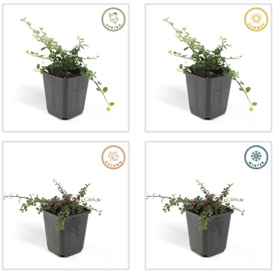 Les plantes de Frank | 60 Plantes de néflier nain | Cotoneaster praecox 'Streib's Findling' | Plantes couvre-sol rustiques | plantes de jardin | Plantes vivaces rustiques vivaces | Plantes de jardin résistantes à l'hiver