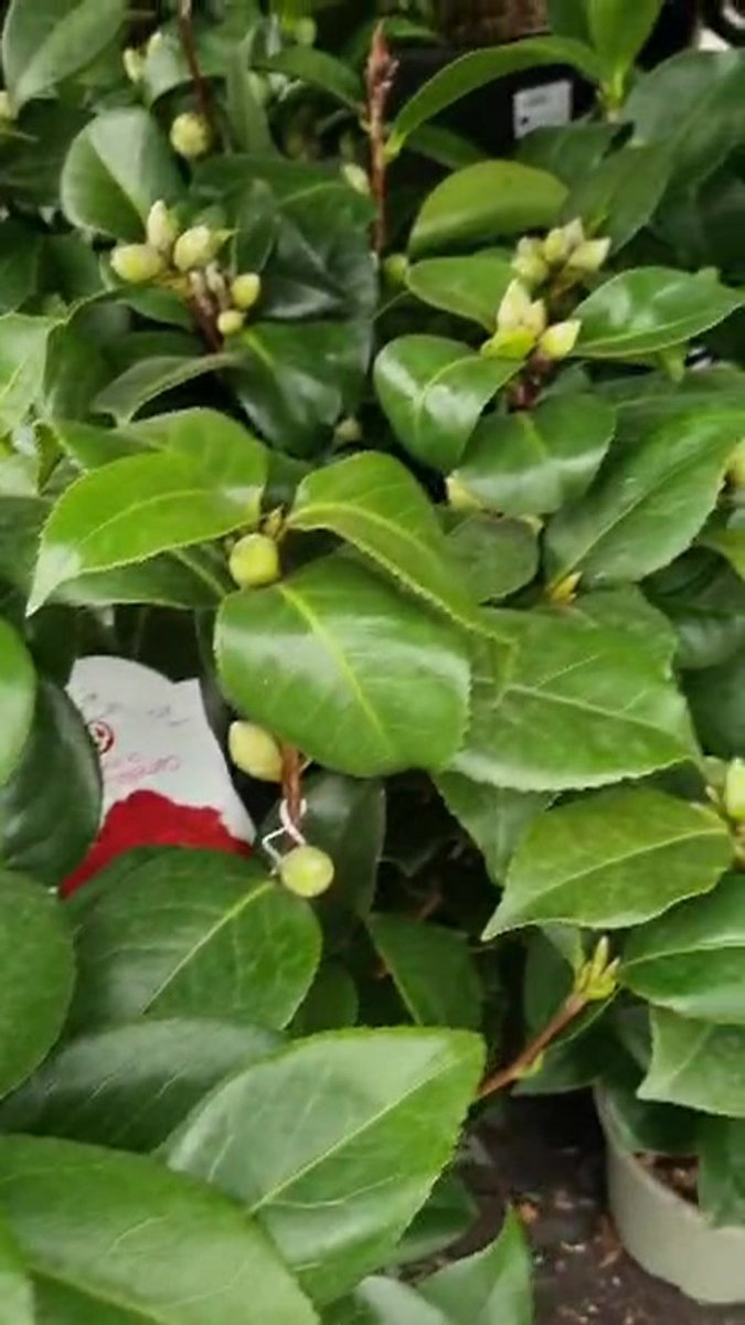 Japanse Roos (Camellia japonica 'Perfection White') H 80-100 cm kopen
