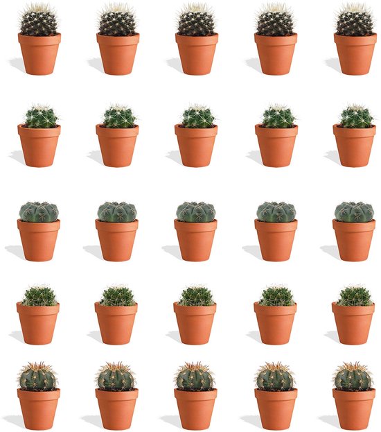 DutchLeafs Bolcactus Mix Mini Cactussen in Terracotta Bloempot - 20 Stuks - Kwekerspot 5,5 cm - Hoogte 8-15 cm - Mini Plantjes - Bolcactus Mammillaria Cactus Plant - Kamerplanten