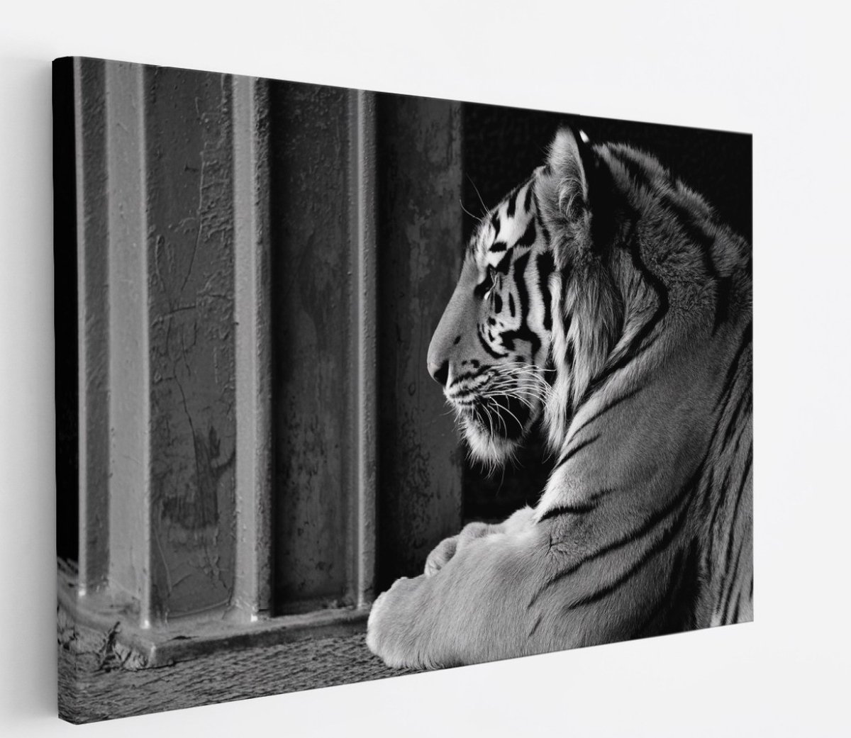 Saammp Canvas Schilderij - Tijger - Zwart-Wit - Natuur - Dieren - 120x80 - Foto op canvas - Wanddecoratie - muurdecoratie Woonkamer - Slaapkamer decoratie - Canvas Print Multicolor