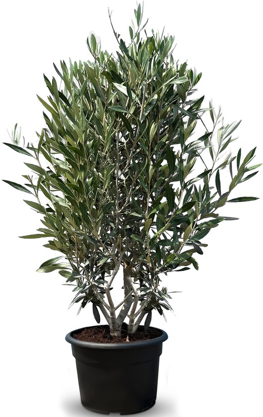 Sunny Tree - Olijfboom - Olea Europea - Olijfstruik - Winterharde olijfboom in struikvorm - Hoogte 140-160 cm