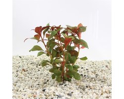 Moerings Ludwigia Repens Diamond Rood in Terracotta Ring
