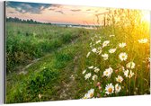Décoration murale Métal - Peinture Aluminium Industriel - Fleurs - Marguerite - Nature - Soleil - Horizon - 160x80 cm - Dibond - Photo sur aluminium - Décoration murale industrielle - Pour le salon/chambre