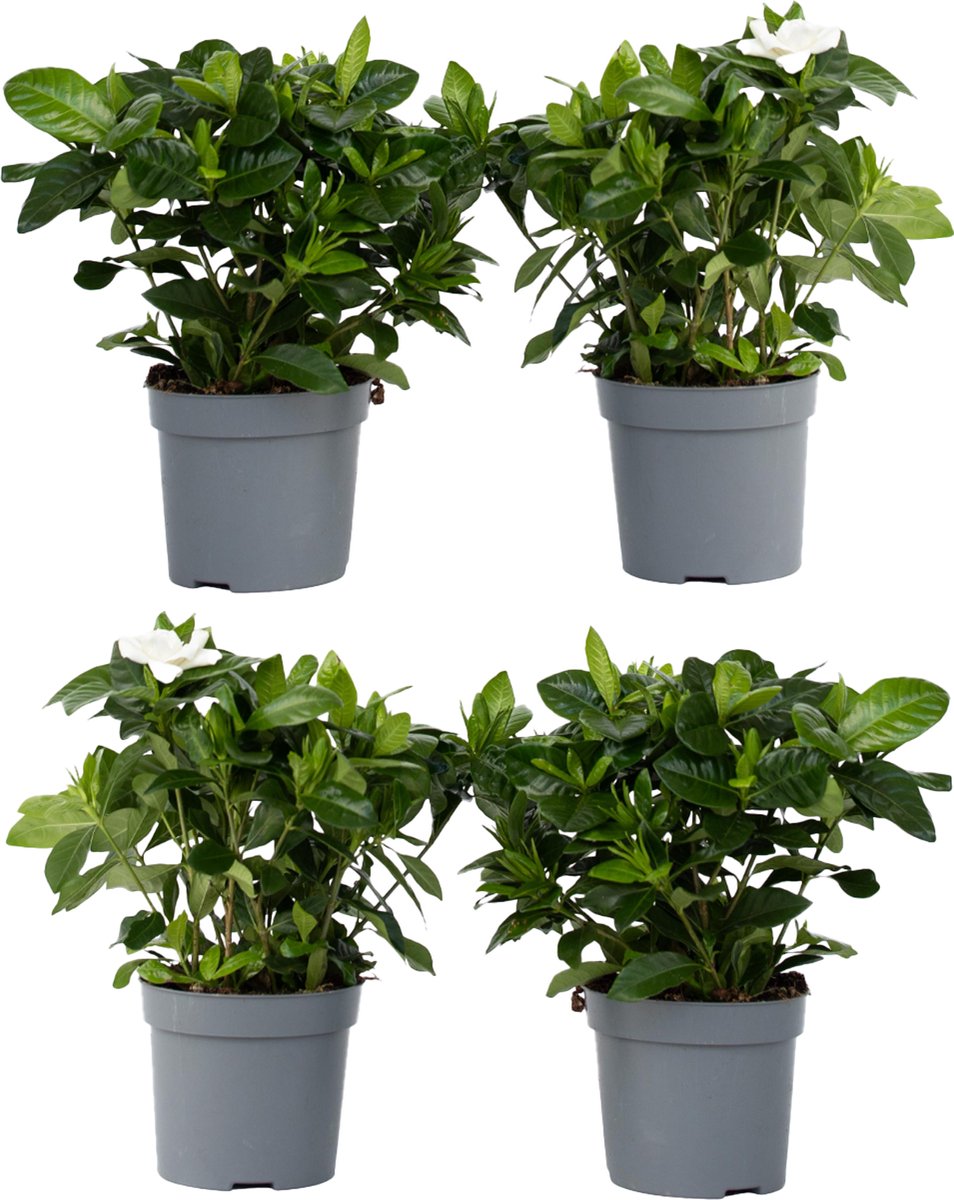 Plant in a Box - Gardenia Jasminoides - Set van 4 - Onderhoudsvrije bloeiende kamerplant - Witte bloemen - Pot 13cm - Hoogte 20-30cm