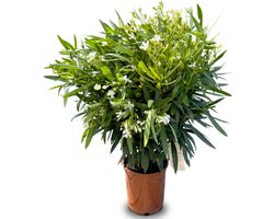 Sunny Tree - Plant - Oleander- Nerium Oleander - 100-120 cm - Kleur Wit - Buitenplant