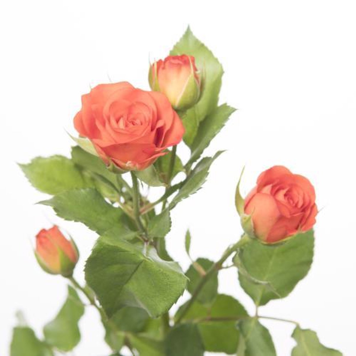 10x Rosa babe 70cm