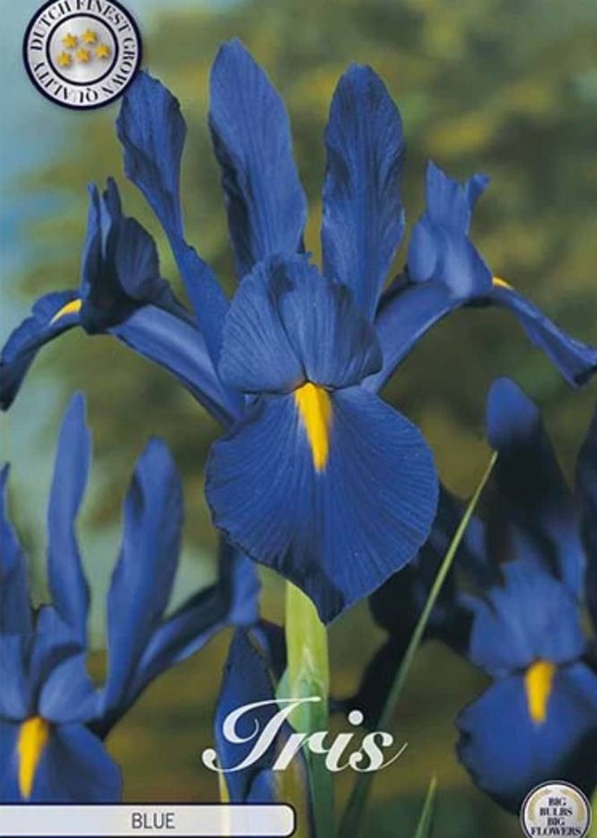 Dutch Finest Quality bloembollen Iris Hollandica Blue x10 8/9s