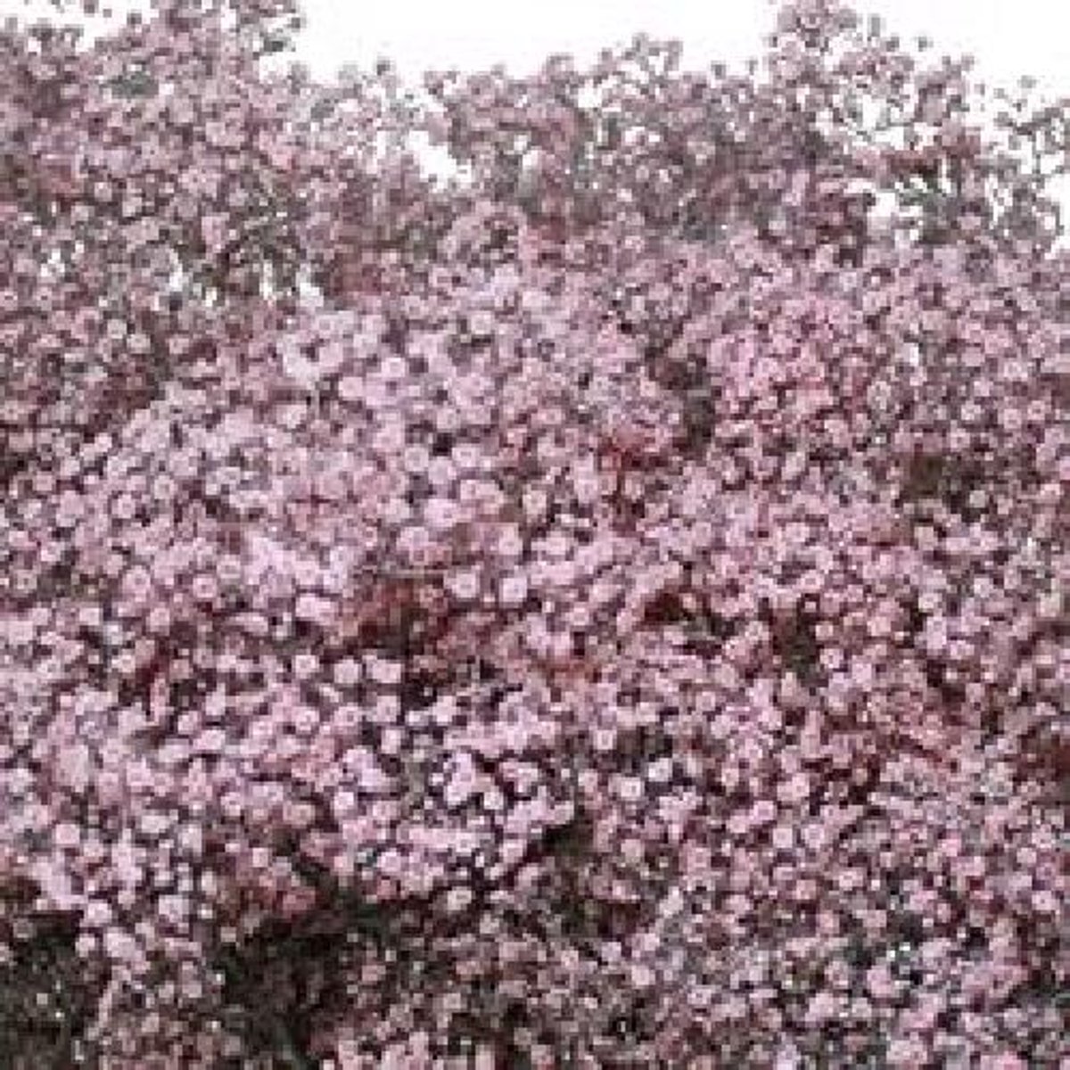 25x Gipskruid m.stars roze 80cm