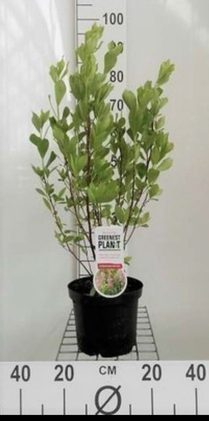 2 x Cléthra aln. ' Pink Spire' - Brillant 40-50 cm en pot