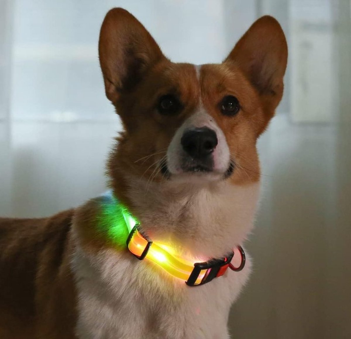 EYZ Led hondenhalsband - Oplaadbare waterdichte LED verlichte verstelbare Lichthalsband - verstelbare en weerbestendige Lichthalsband voor buitenlopen _Geel_M_40-65cm