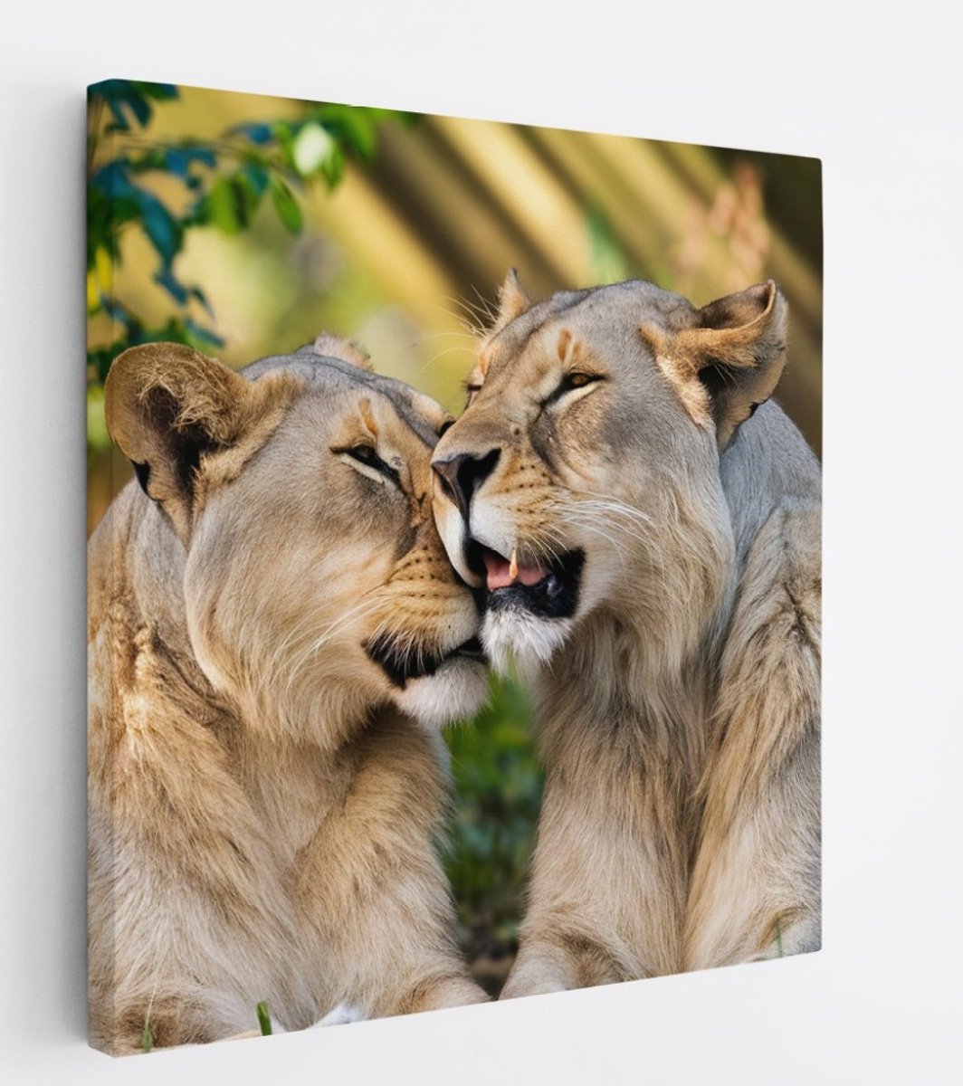 Saammp Canvas Schilderij - Leeuwen - liefdevol - Dieren - Natuur - 100x100 - Foto op canvas - Wanddecoratie - Muurdecoratie Woonkamer - Slaapkamer decoratie - Canvas Print Multicolor