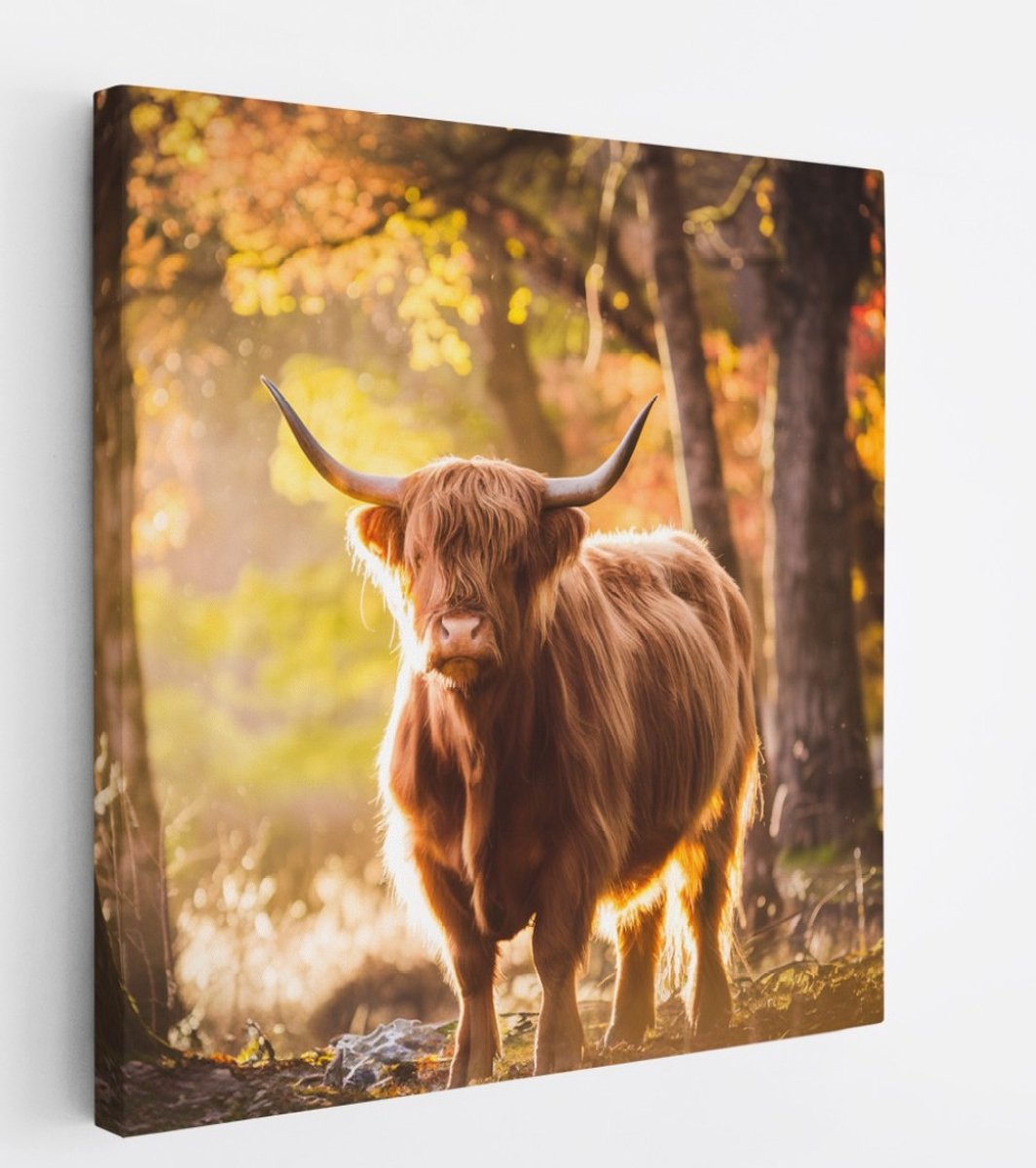 Saammp Canvas Schilderij - Schotse Hooglander Koe in de sneeuw - Dieren - Natuur - 40x40 - Foto op canvas - Wanddecoratie - muurdecoratie Woonkamer - Slaapkamer decoratie - Canvas Print Multicolor