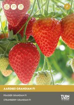 Tuin de Bruijn® zaden - Aardbei Grandian F1 - heerlijk zoete vruchten - doordragend - grote opbrengst - ca 15 zaden