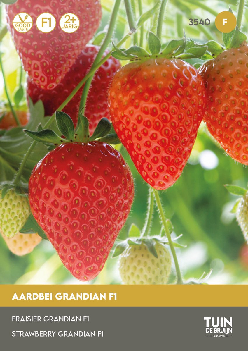 Aardbei Zaden Grandian F1 – Doordragende Aardbeien voor Moestuin of Balkon – Fruitzaad om Aardbeien te Kweken – ±15 Zaden - Tuin de Bruijn® zaden