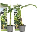Twee jonge bananenplanten met groen blad, elk in een grijze pot met verpakking.