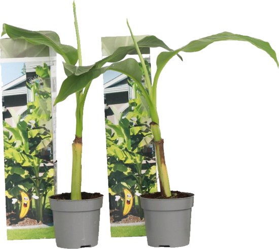 Twee jonge bananenplanten met groen blad, elk in een grijze pot met verpakking.