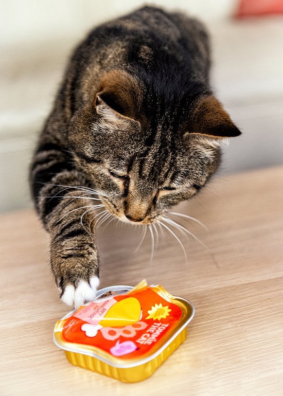 Een cyperse kat strekt een poot uit naar een geopend blikje kattenvoer op een houten vloer.