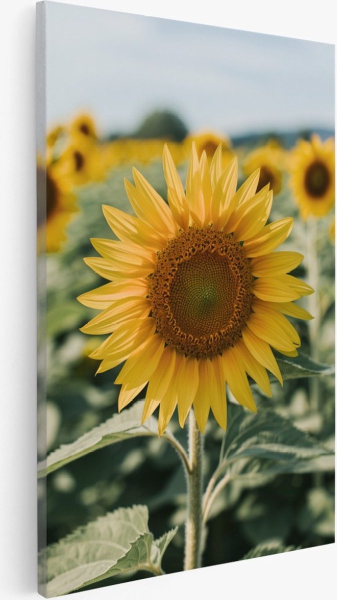 Saammp Canvas Schilderij - Zonnebloem - Bloemen - Natuur - 30x45 - Foto op canvas - Wanddecoratie - Muurdecoratie Woonkamer - Kantoor Decoratie Multicolor