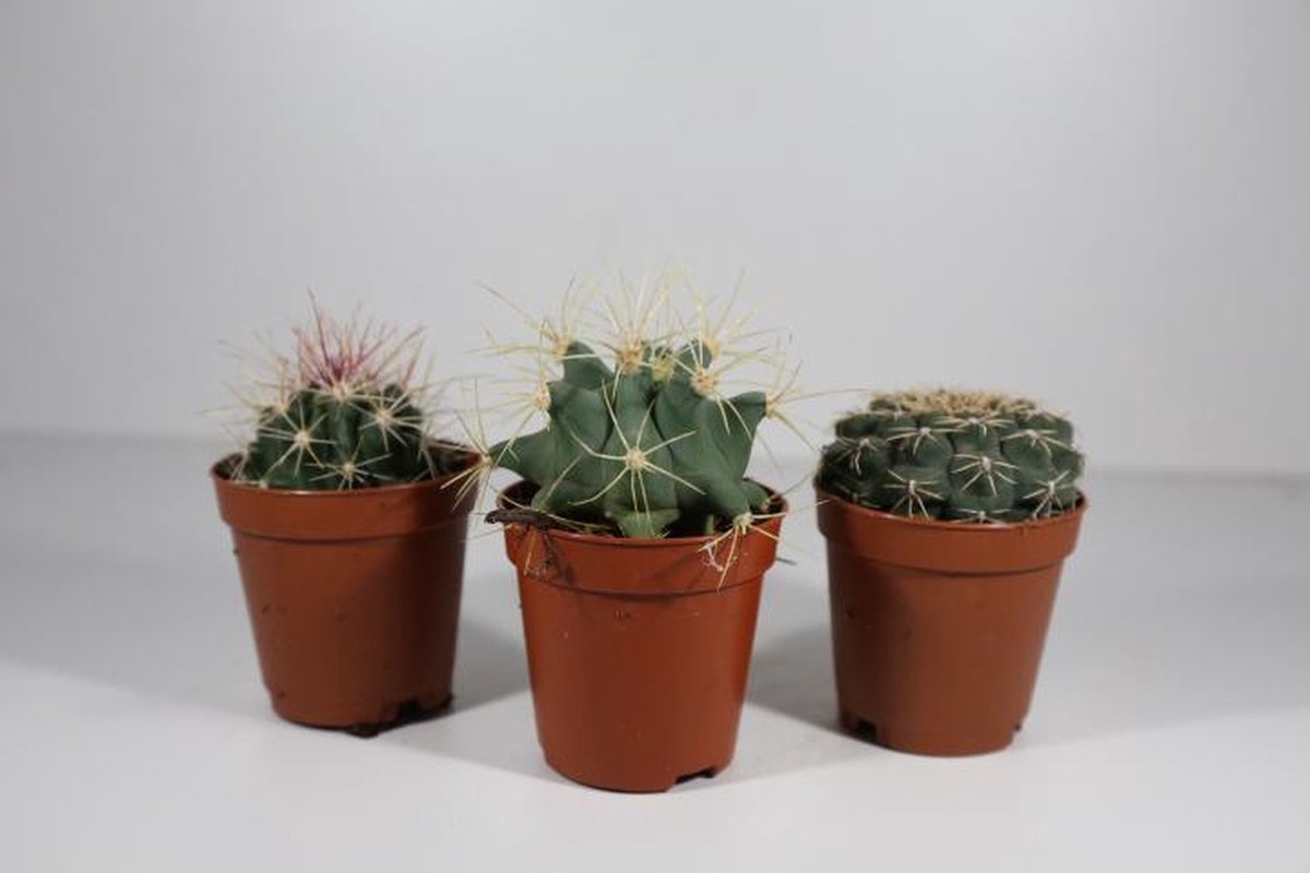 Succulux Cactussenmix – Set van 3 – Potmaat 5,5 cm