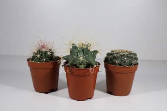 Succulux Cactussen Mix - 3 Cactussen Ø 5,5 cm Pot - Mini Kamerplanten - Cadeau en Bedankje