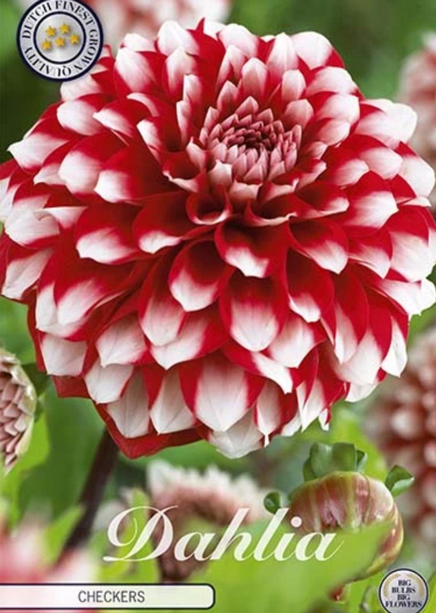 Dutch Finest Quality bloembollen - Dahlia Deco. Checkers x 1 I .s1 bloembol / knol / stronk - kleur rood wit - hoogte 80 cm