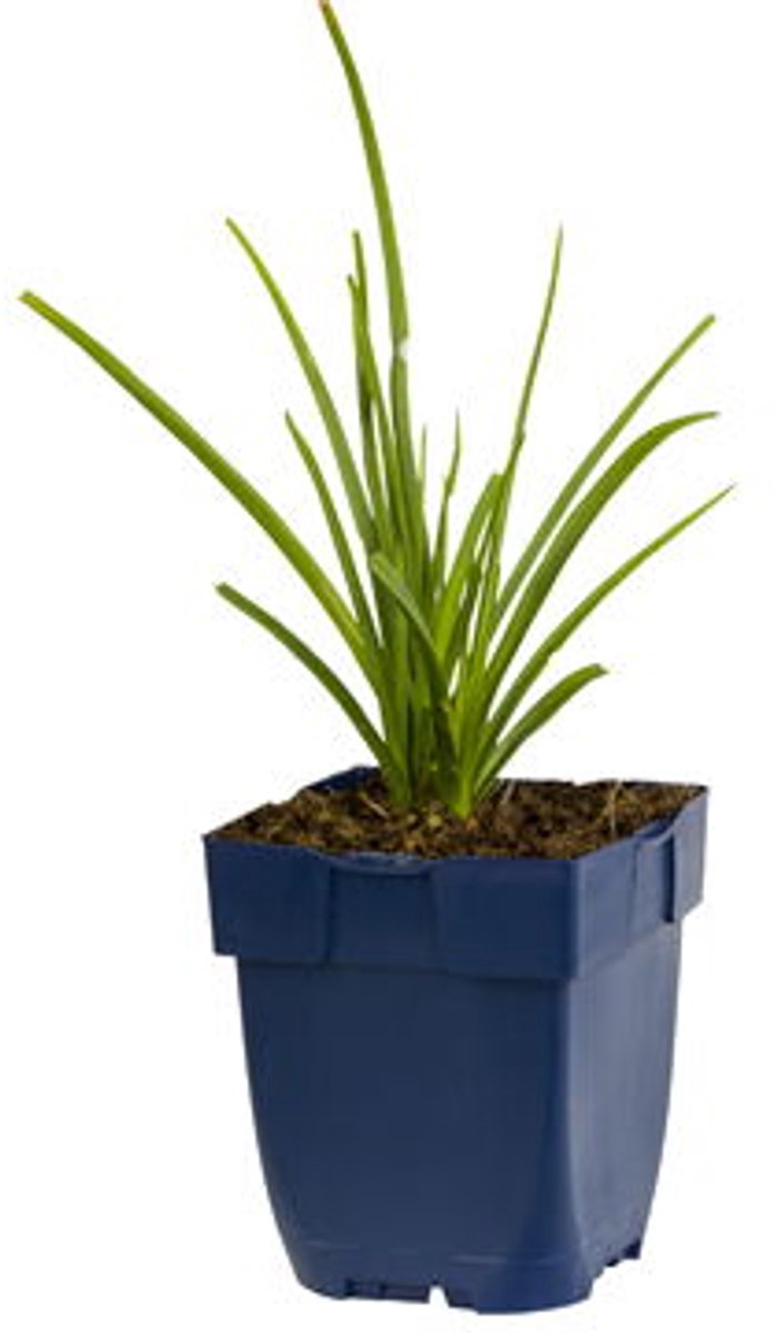 Griffioen - Kniphofia uvaria