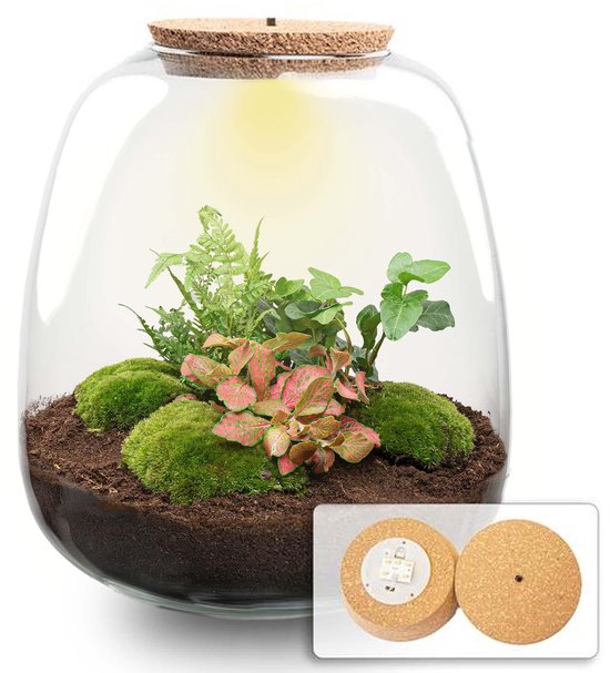 Cadeauxplanten.nl | Terrarium pour plantes 'Nora' - Hedera Rouge avec liège LED - Ø23cm - 25 cm de haut - Ecosystem & Terrarium
