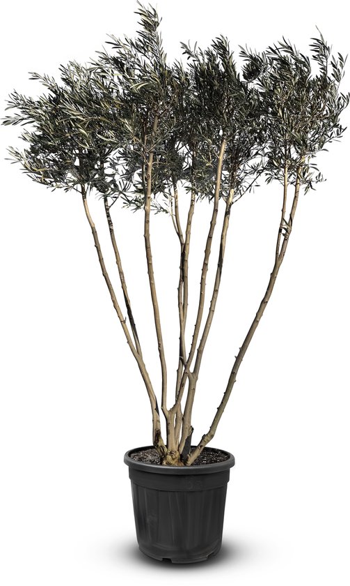 Sunny Tree - Olijfboom - Arbre - Olivier buisson Multi-tronc - Olivier rustique - Hauteur 220-240 cm