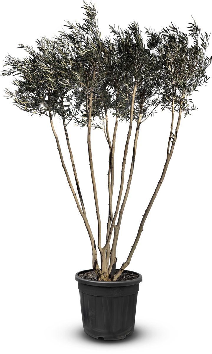 Sunny Tree - Olijfboom - Boom - Olijfstruik Multistam - Winterharde olijfboom - Hoogte 220-240 cm