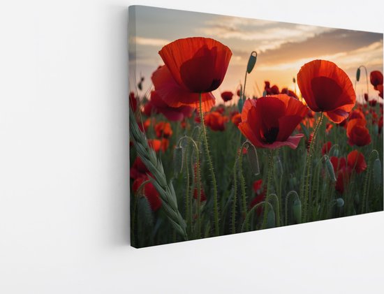 Saammp Canvas Schilderij - Klaprozen - Natuur - Landschap - 50x40 - Foto op canvas - Wanddecoratie - Muurdecoratie Woonkamer - Slaapkamer decoratie - Canvas Print