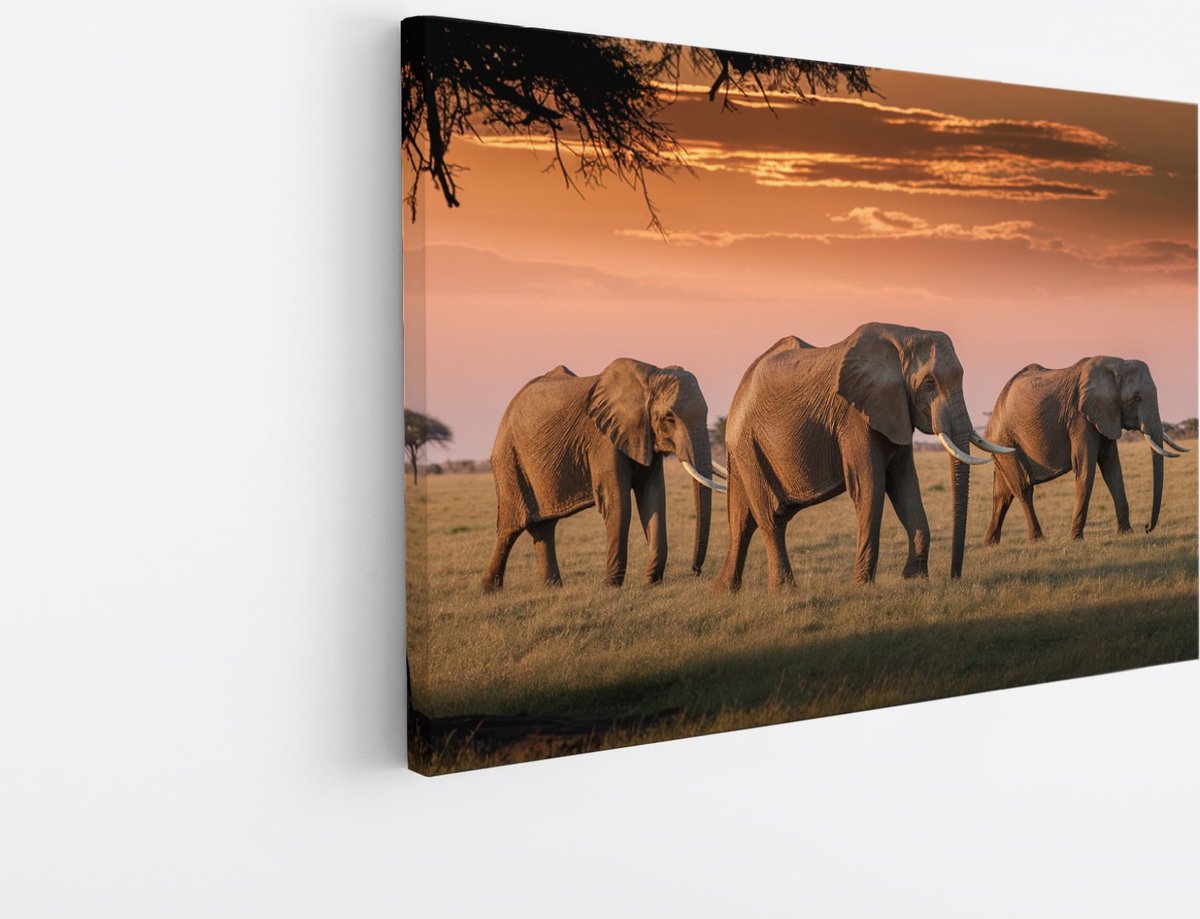 Saammp Canvas Schilderij - 3 Olifanten - Natuur - Dieren - 60x40 - Foto op canvas - Wanddecoratie - muurdecoratie Woonkamer - Slaapkamer decoratie - Canvas Print Multicolor