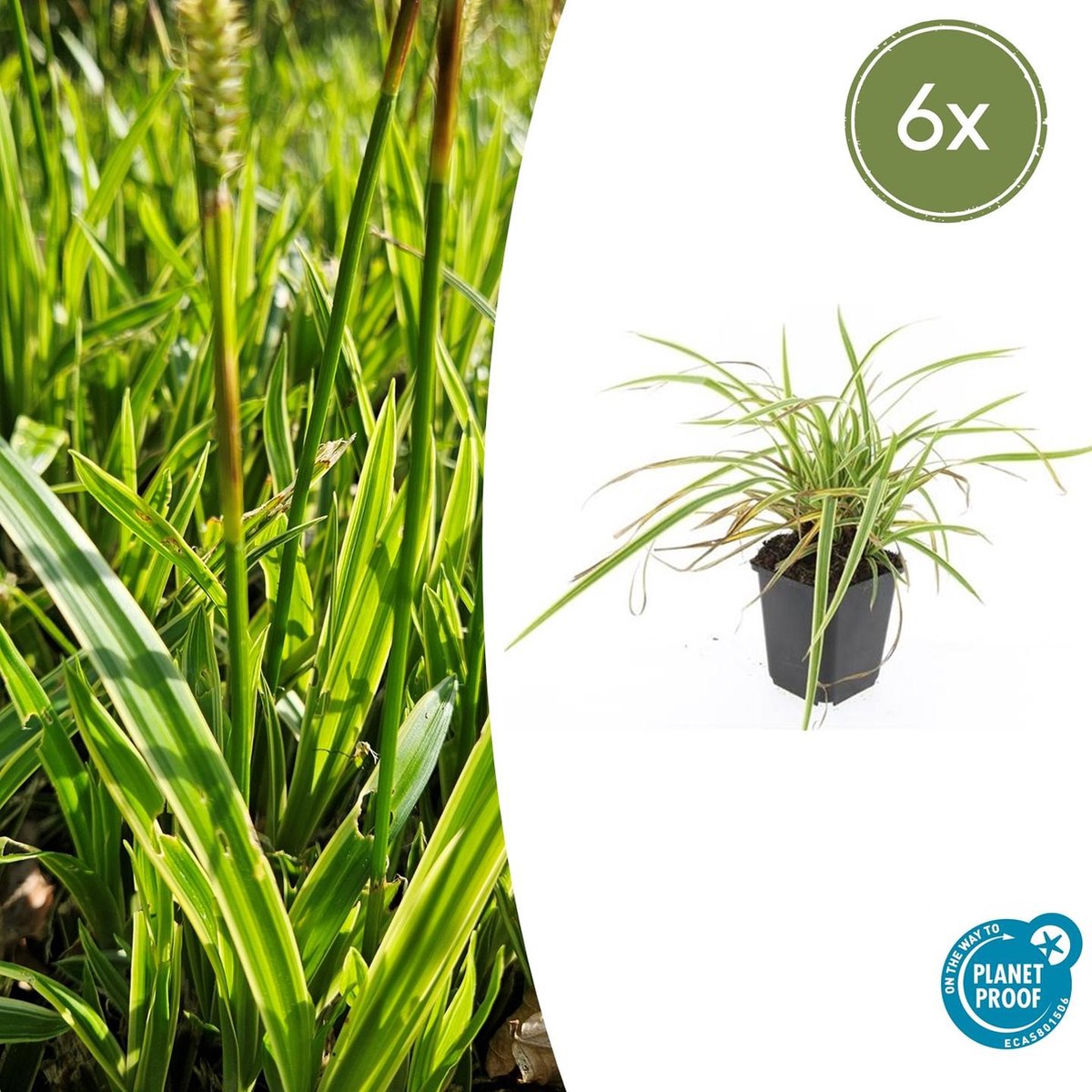 Tuinplantenshop.com | Carex morrowii 'Aureovariegata' | 6 stuks - Ø9cm - 10-25cm hoog - Tuinplant
