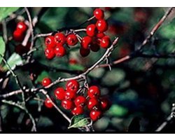Aronia arbutifolia 'Brilliant' - Appelbes, Rode Appelbes 40- 60 cm in pot