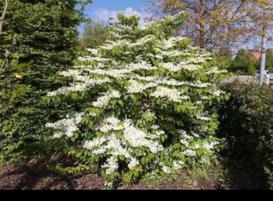 2 x Viorne plic. 'Mariesii' - Boule de neige japonaise 40-60 cm en pot