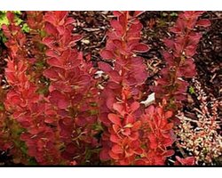 Berberis thunb. 'Red Rocket' - Japanse Zuurbes , Rode Japanse Zuurbes 25- 30 cm in pot