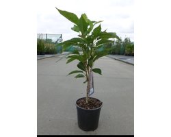 2 x Prunus serr. 'Amanogawa' - Japanse Sierkers, Sierkerselaar 60- 80 cm in pot