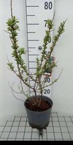 Hippophae rham. 'Pollmix' - Duindoorn , Zanddoorn 50- 60 cm in pot